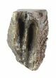 Triceratops Shed Tooth - Montana #50935-1